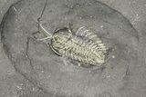 Pyritized Triarthrus Trilobite With Appendages - New York #129111-3